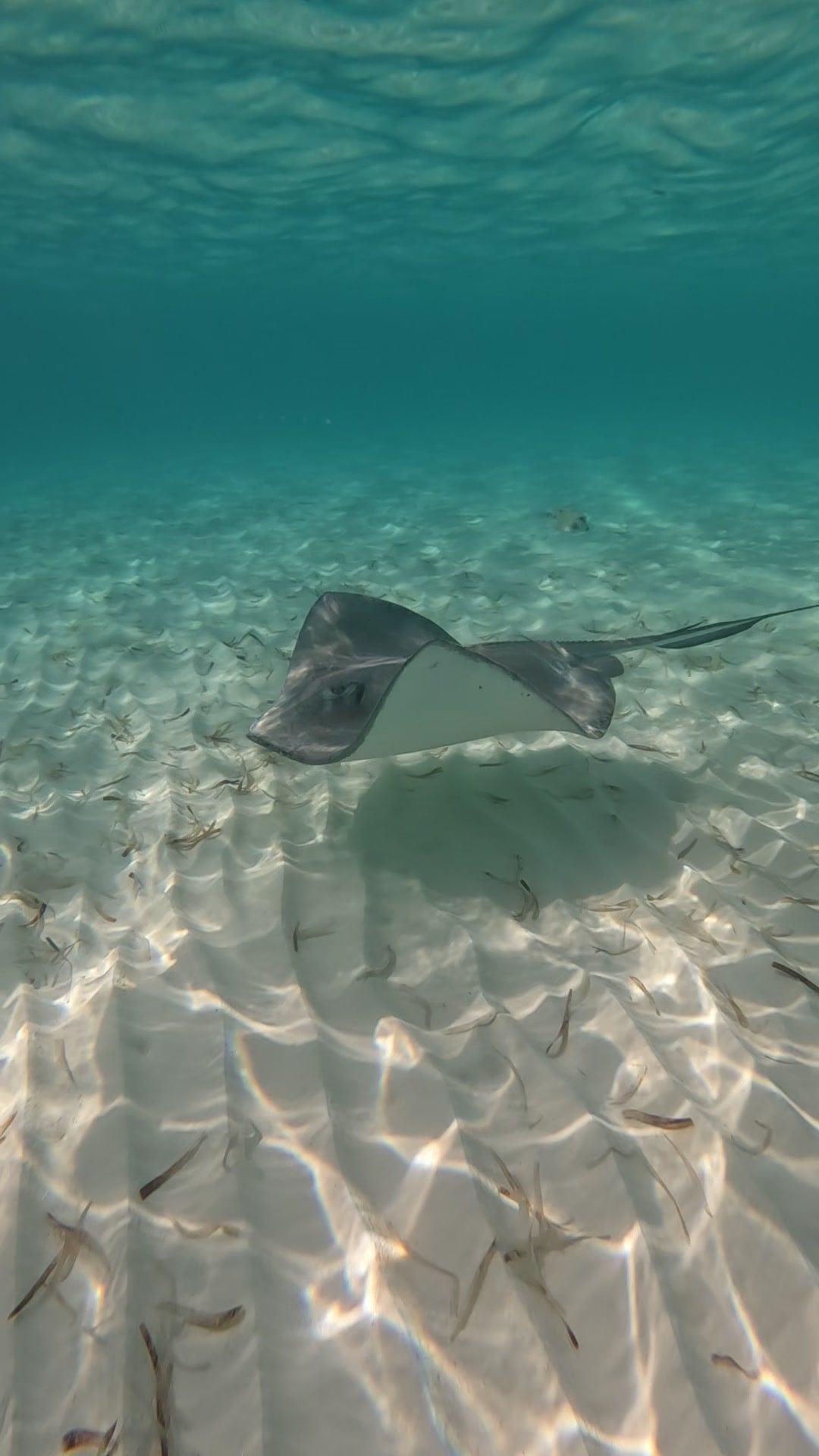 Freediving in Cozumel vs. Cenotes – A Different Way to Connect with the Ocean