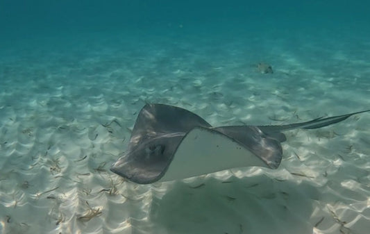 Snorkel Tour to El Cielo